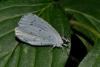 Celastrina argiolus